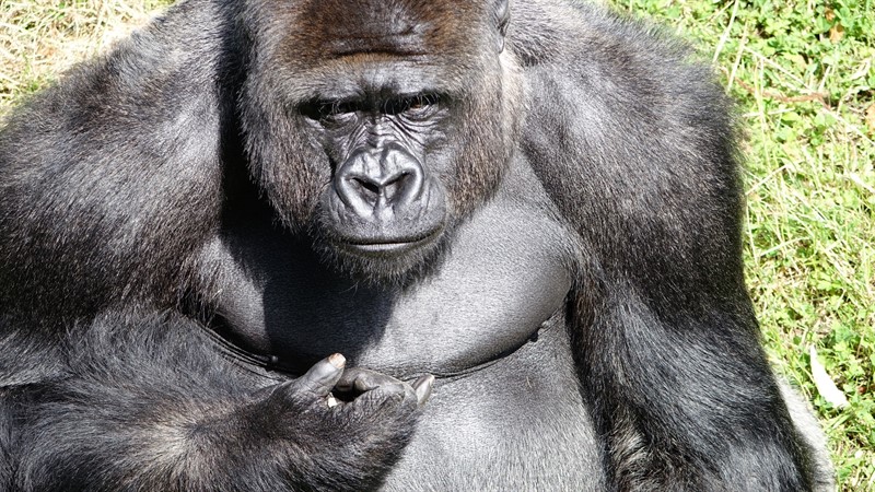 Absolutní atrakcí je výběh pro gorily, kde lze skvěle pozorovat jejich sociální, téměř lidské chování.