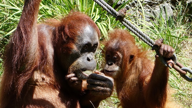 Orangutani mají opravdu velkorysý výběh
