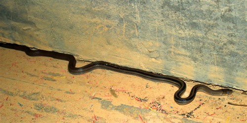 V Malajsii žije několik desítek druhů hadů. Bezpečnostní pravidlo číslo jedna: považuj je všechny za jedovaté