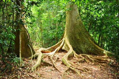 Obří pralesní velikáni rostou v těchto místech kolem řeky Sungai Tembeling už zhruba 200 milionů let. Tady se čas opravdu zastavil