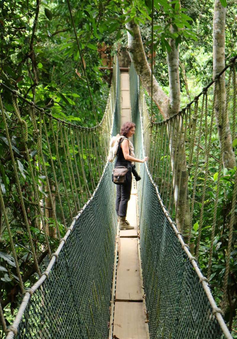 V žádném pralesním národním parku Malajsie nesmí chybět "canopy walk", visutá lávka zavěšená desítky metrů vysoko v korunách lesních velikánů, která umožňuje prohlédnout si džungli doslova z ptačí  nebo opičí perspektivy. Tím spíše v Taman Negaře, který je vůbec nejstarším takto chráneným územím v zemi