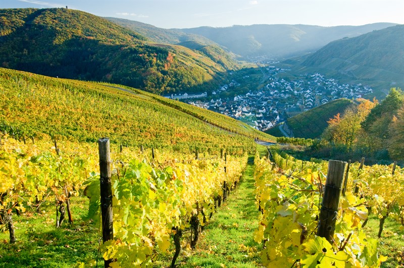 Moselské vinice patří k nejlepším v Německu (Foto Dominik Ketz, Rheinland-Pfalz Tourismus)
