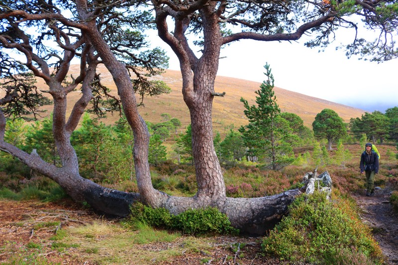 Tyhle majestátní kaledonské borovice rostou prý ze semen původních stromů, které tu žily ještě za starých Keltů
