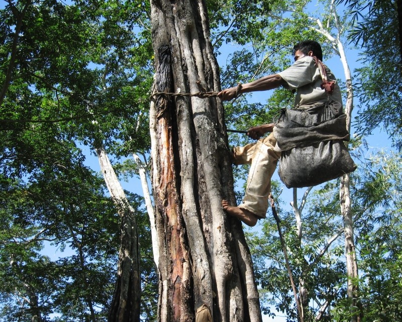 Těžba nechává na kmenu stromu nehezké jizvy | https://www.biolandes.com