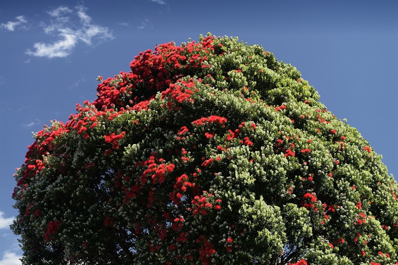 Na dvacet metrů vysoký novozélandský tzv. Vánoční strom těžko věšet kouličky a svíčičky. Tento místní symbol vánoc neboli Železnatec ztepilý s velmi tvrdým dřevem (Metrosideros excelca, maorsky pohutukawa) roste hlavně na Severním ostrově, kvete o vánocích a svými květy otvírá místní léto. Med z jeho aromatických květů si prý objednává i britská královna