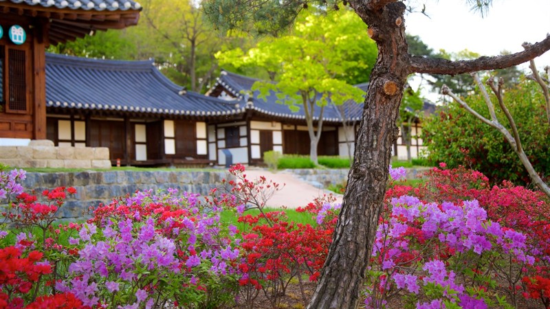 V Gangneung Seongyojang opatrují nejen tradiční domy, ale také pro korejský venkov typické rostliny (Foto expedia.com) 