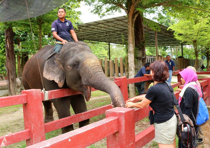 Na bezpečnost se ve sloním  sanatoriu přísně dbá
